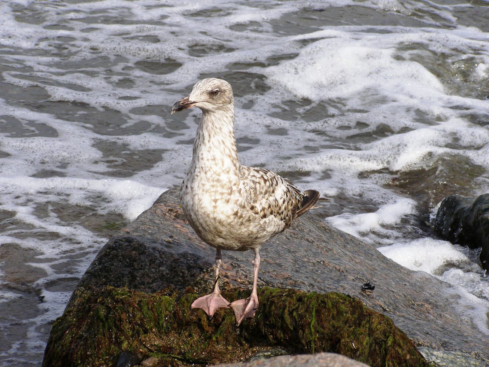 Olympus SP500UZ sample photo. Seagull, baltic sea, sea photography