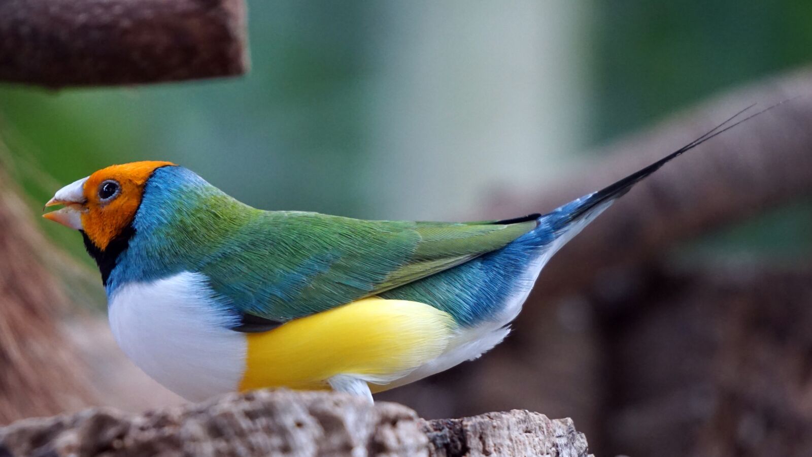 Sony E 55-210mm F4.5-6.3 OSS sample photo. Erytrura, gouldiae, gouldian photography