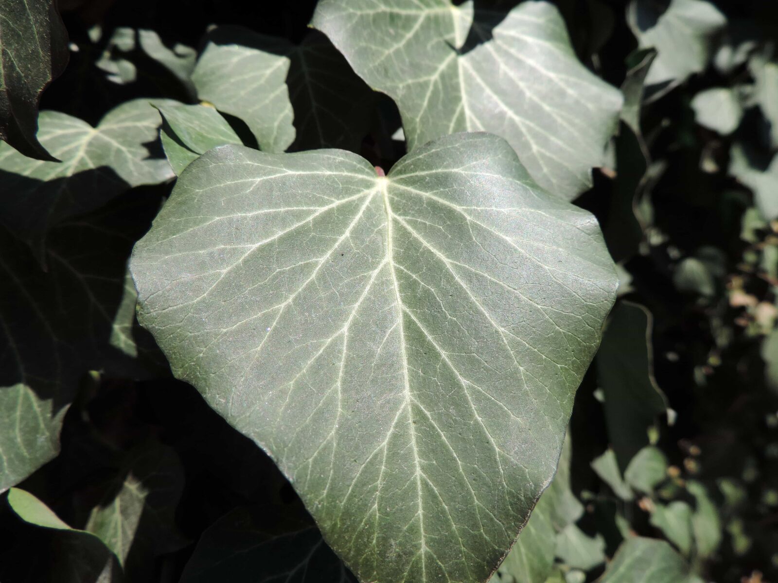 Nikon Coolpix P520 sample photo. Botany, green leaf, ivy photography