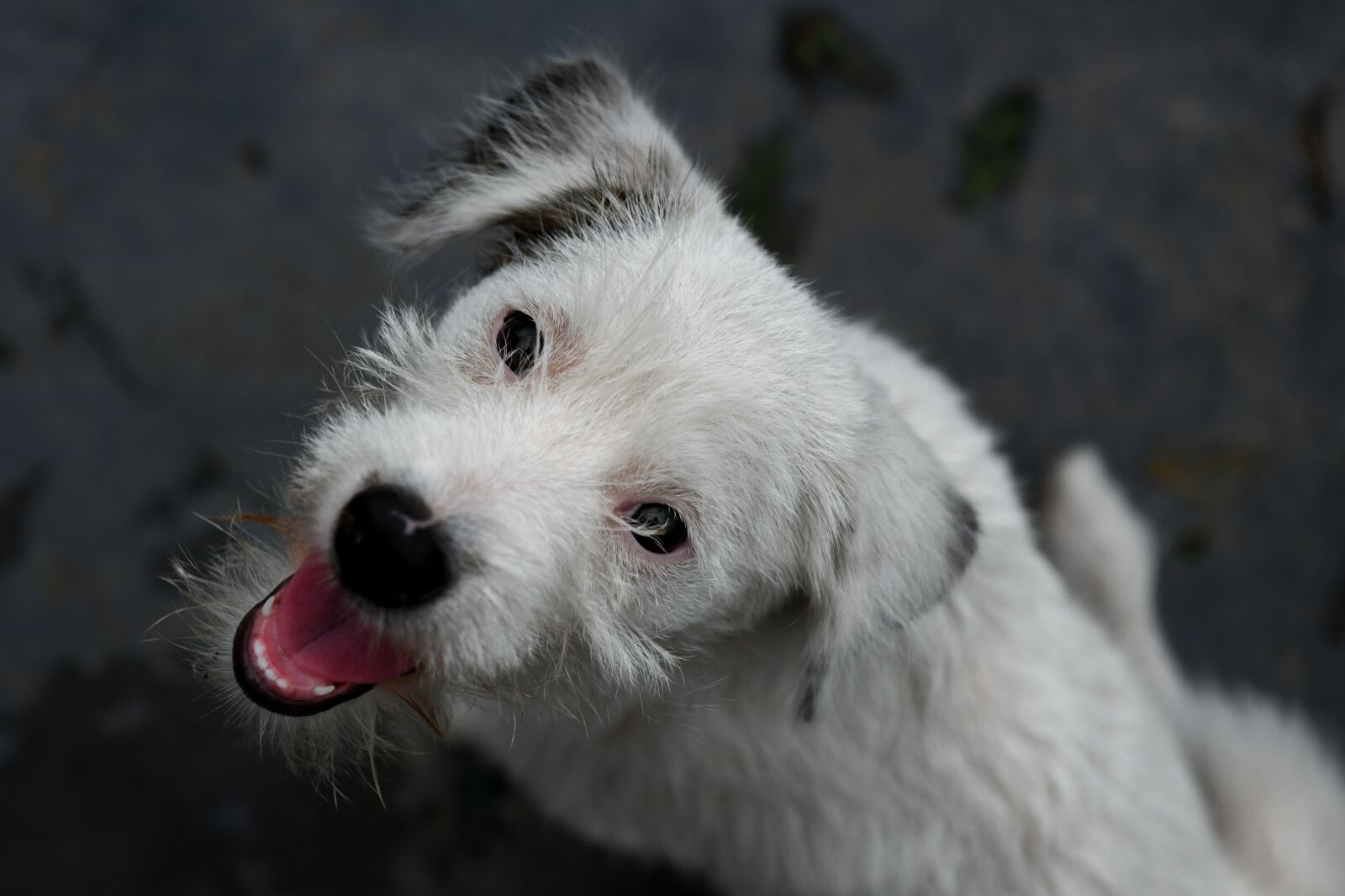 Nikon D850 sample photo. Puppy, pet dog, white photography