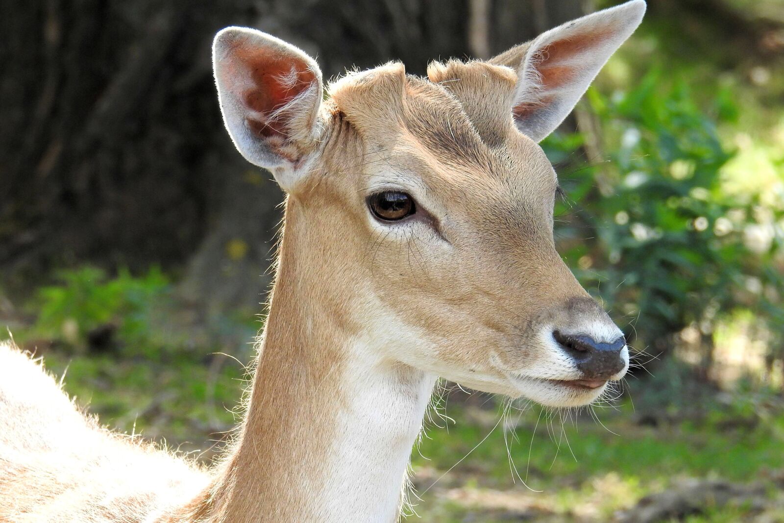 Nikon Coolpix P900 sample photo. Roe deer, fallow deer photography