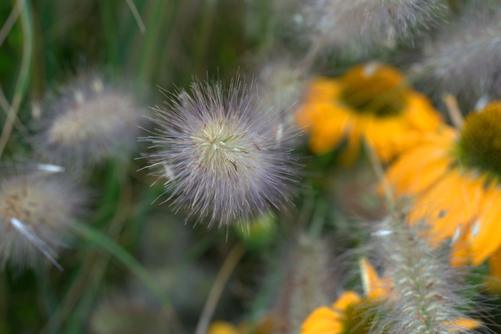 Sony FE 50mm F2.8 Macro sample photo. Grass, autumn, plant photography