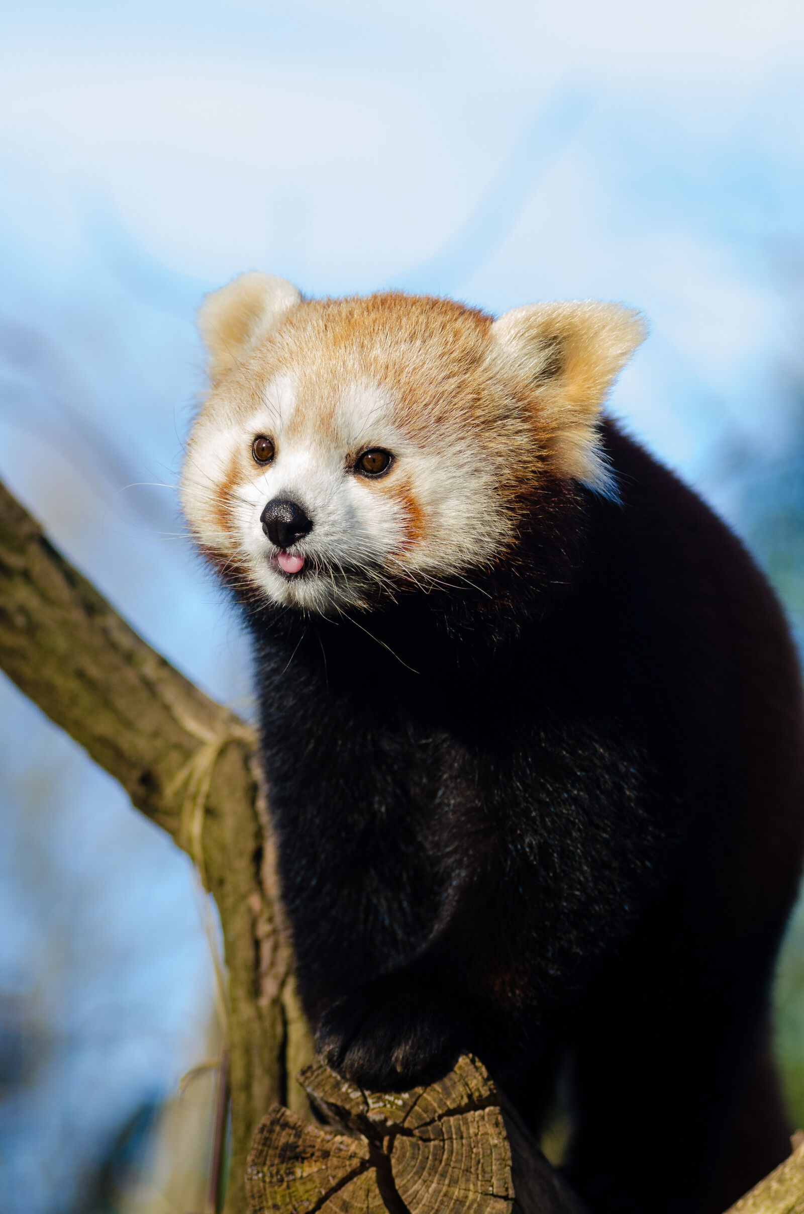AF Zoom-Nikkor 80-200mm f/2.8 ED sample photo