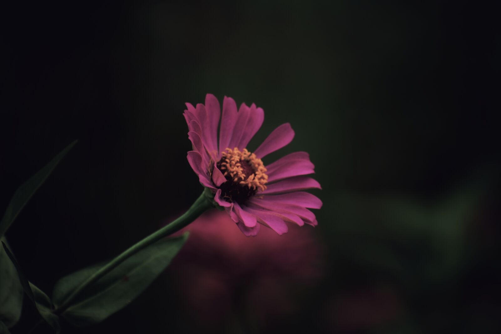 Nikon D3400 sample photo. Flowers, nature, plant photography