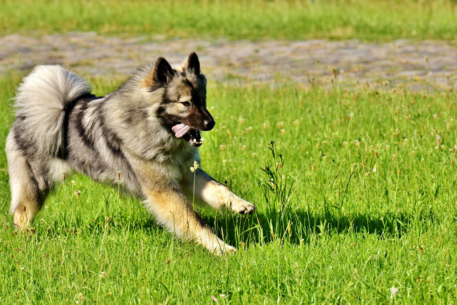 Nikon D7200 sample photo. Eurasians, dog, race photography
