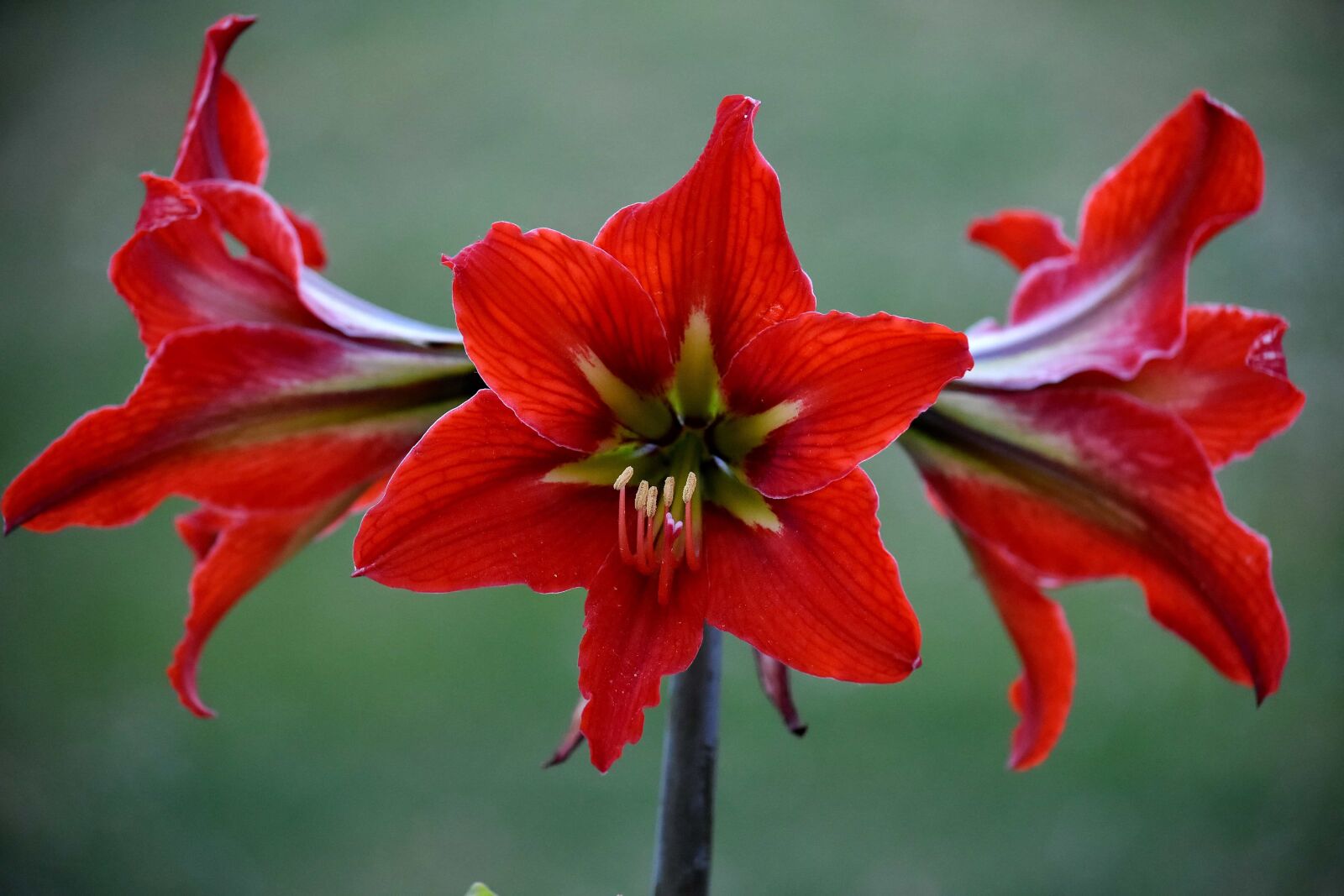 Nikon D5500 sample photo. Red, amaryllis, petal, blossom photography