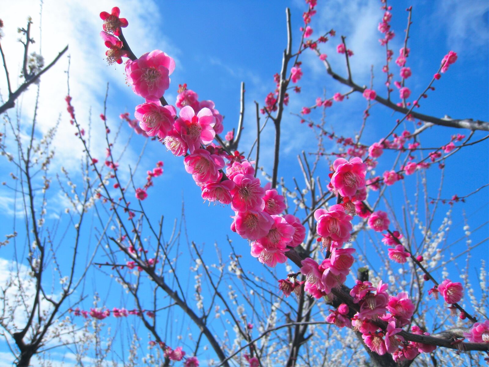 Canon IXY DIGITAL 910 IS sample photo. Peach, pink, peach blossom photography