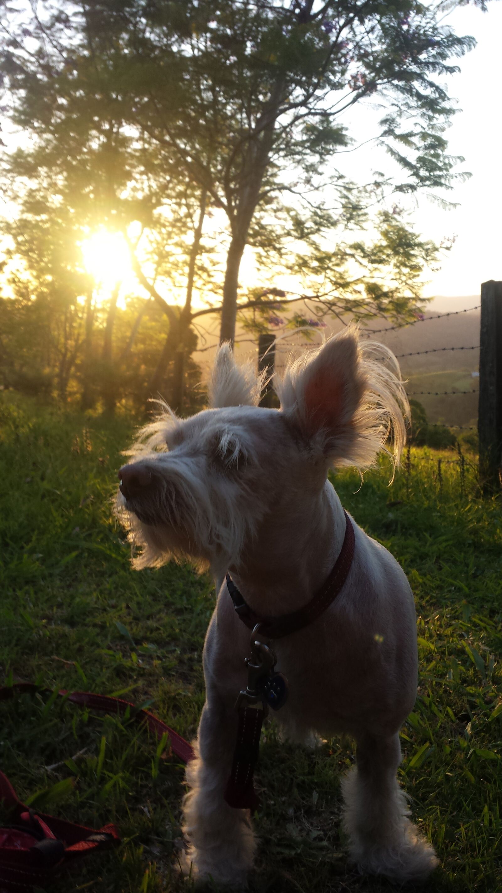 Samsung Galaxy S4 sample photo. Dog, nature, sunlight photography