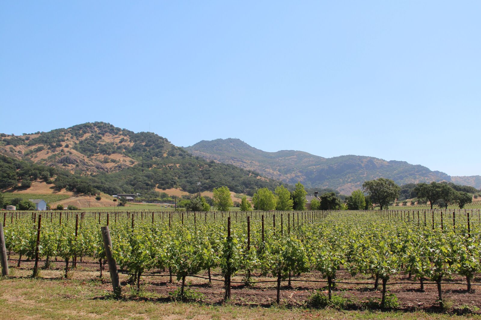 Canon EOS 600D (Rebel EOS T3i / EOS Kiss X5) sample photo. San francisco, wine, vineyard photography