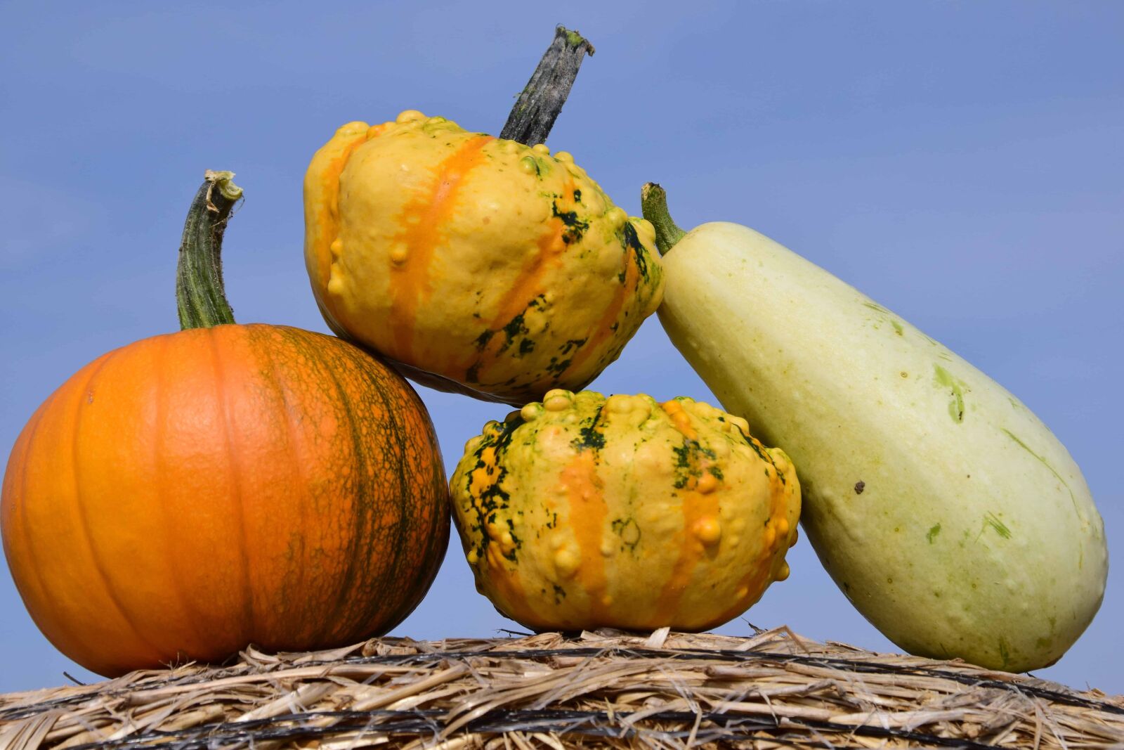 Nikon D3300 sample photo. Pumpkin, straw, food, dry photography