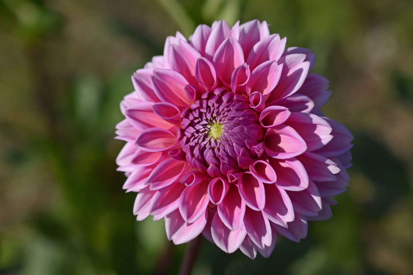 Nikon D7100 sample photo. Dahlia, flower, blossom photography