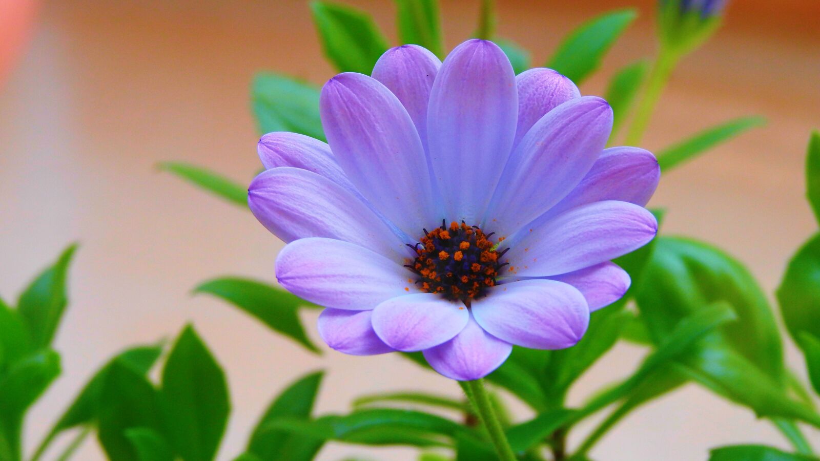 Nikon Coolpix P900 sample photo. Margaret, green, spring photography