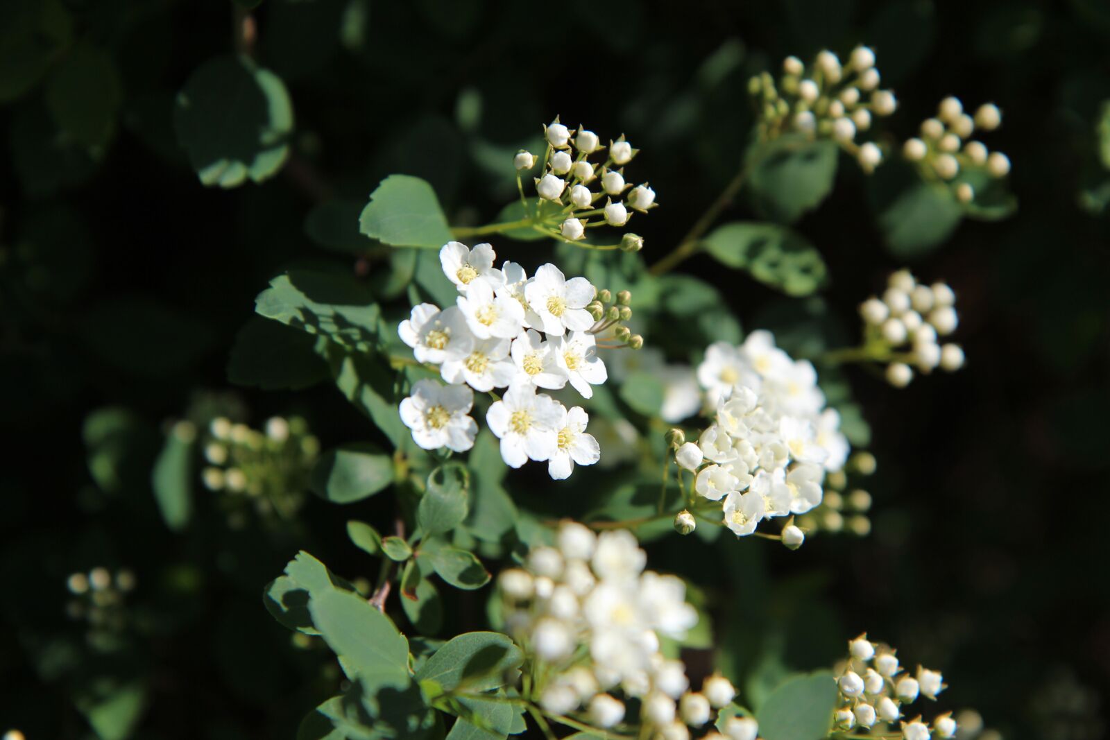 Canon EOS 600D (Rebel EOS T3i / EOS Kiss X5) sample photo. Meadowsweet, meadowsweet japan, meadowsweet photography