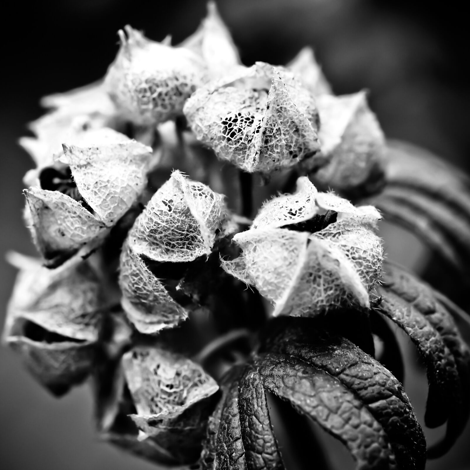 Olympus OM-D E-M10 sample photo. Hydrangea, flower, garden photography