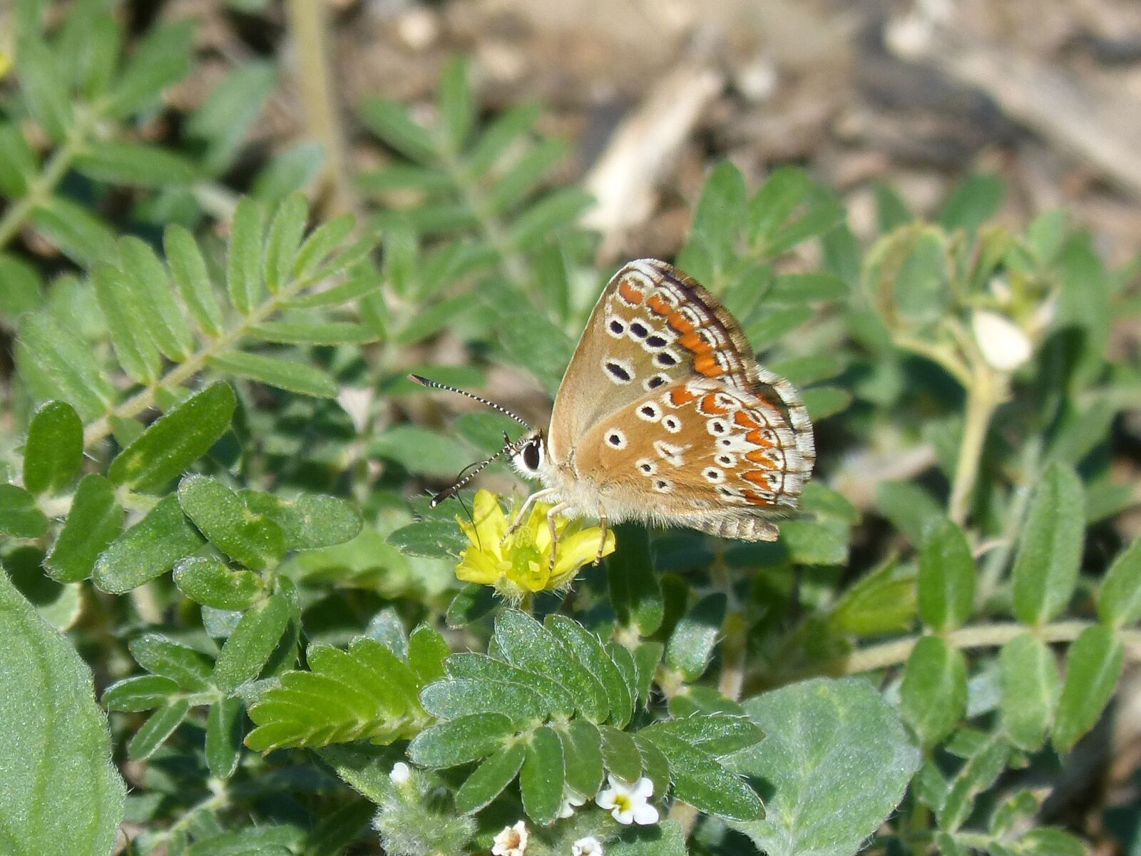 Panasonic DMC-FZ62 sample photo. Butterfly, wild flower, libar photography