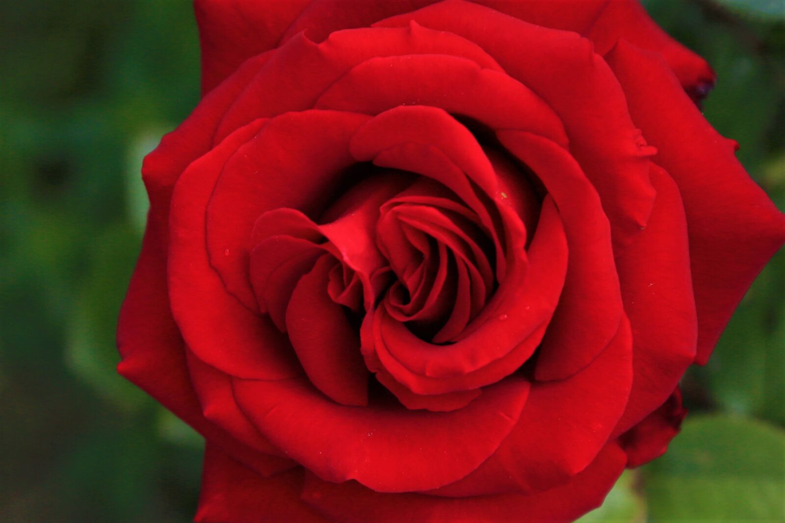 Canon EF 24-105mm F4L IS USM sample photo. Rose, spring, romantic photography