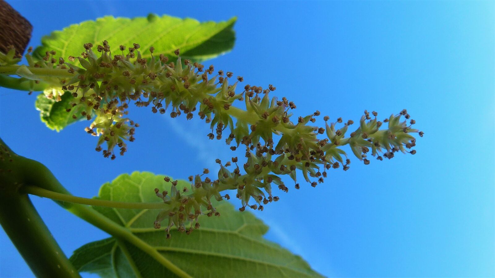 Panasonic Lumix DMC-ZS10 (Lumix DMC-TZ20 / Lumix DMC-TZ22) sample photo. Leaf, nature, plant photography