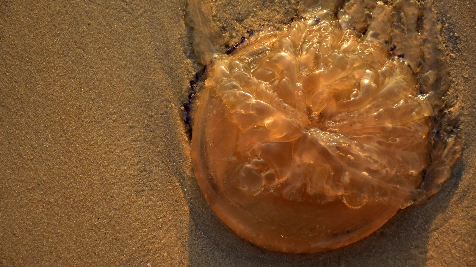 Nikon D5500 sample photo. Beach, jellyfish, sand photography