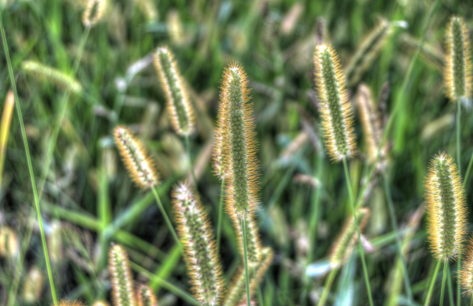 Nikon D5100 sample photo. Backlight, sun, ray photography