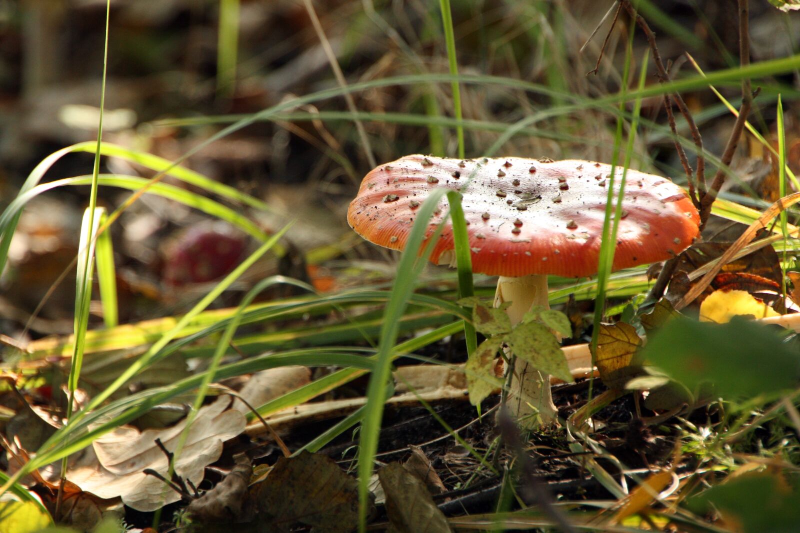 Canon EOS 450D (EOS Rebel XSi / EOS Kiss X2) sample photo. Mushroom, forest, nature photography