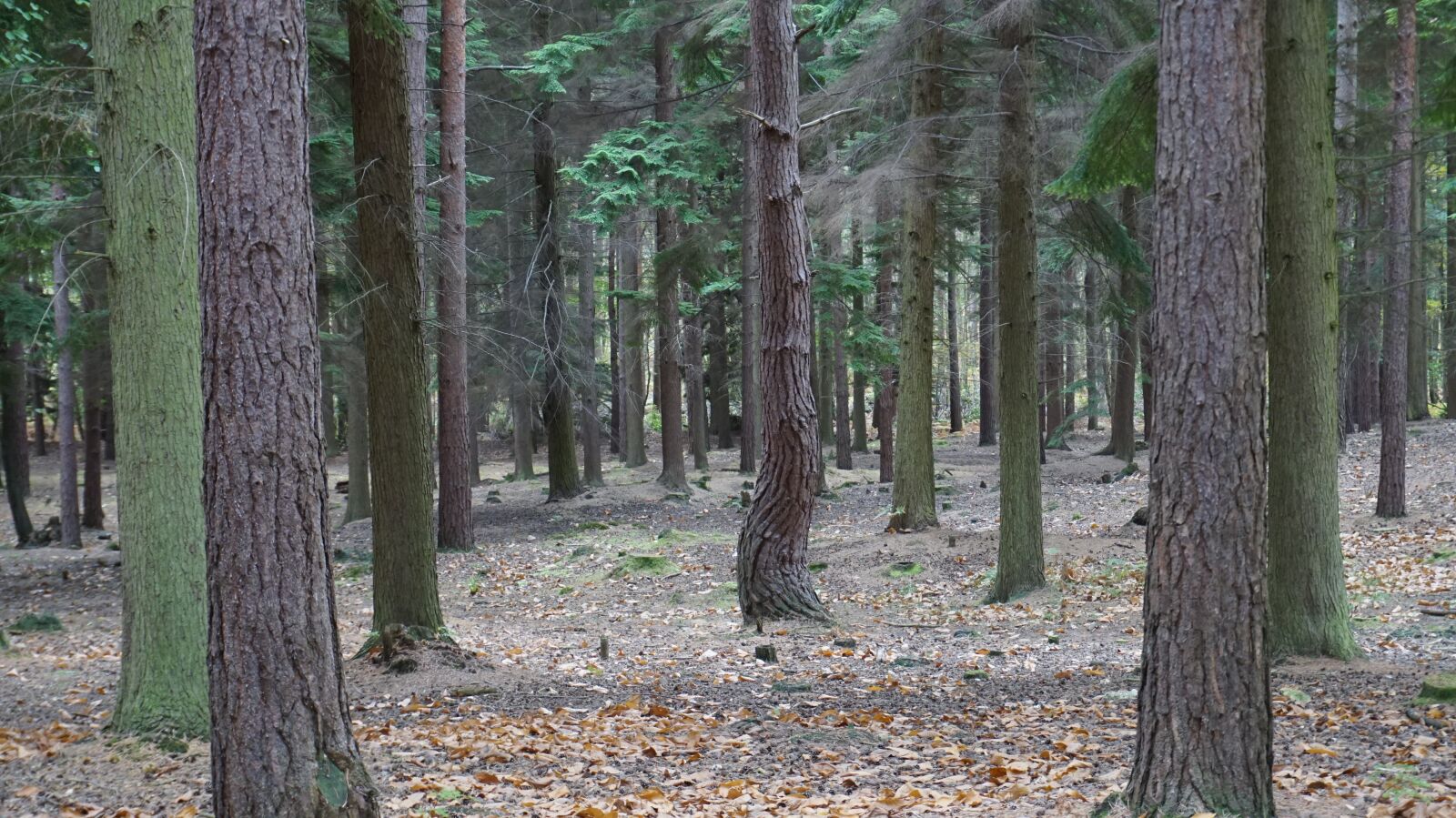 Sony Alpha a5000 (ILCE 5000) sample photo. Swinley, forest, england photography