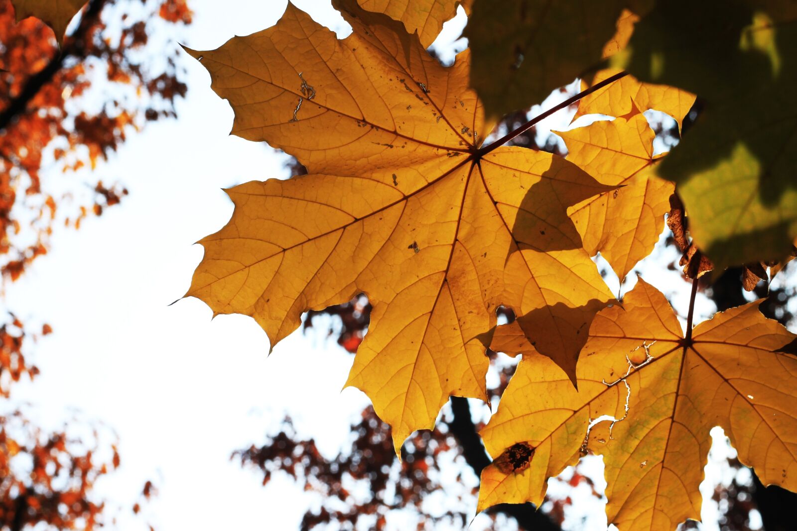 Canon EOS 500D (EOS Rebel T1i / EOS Kiss X3) sample photo. Leaf, fall, maple photography