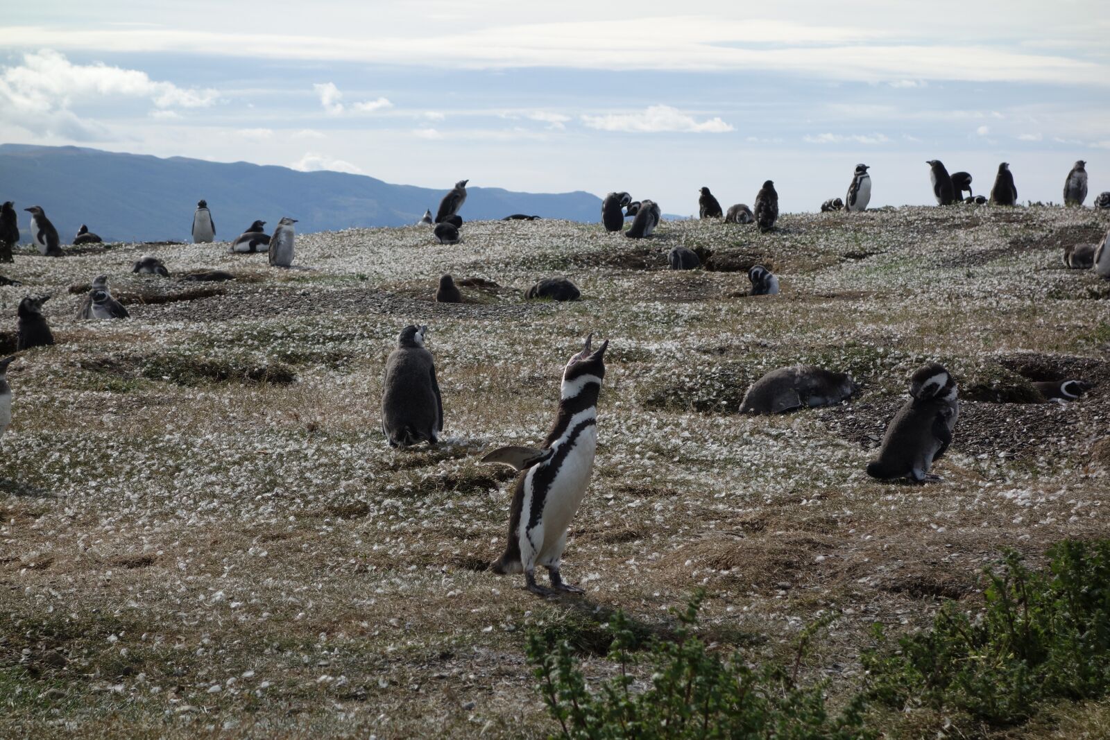 Sony Cyber-shot DSC-RX100 sample photo. Nature, penguins, animal photography