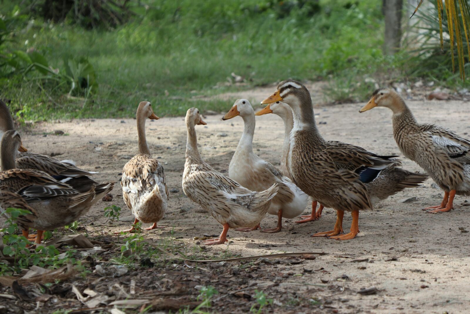 Canon EOS M6 sample photo. Flock of ducks, looking photography