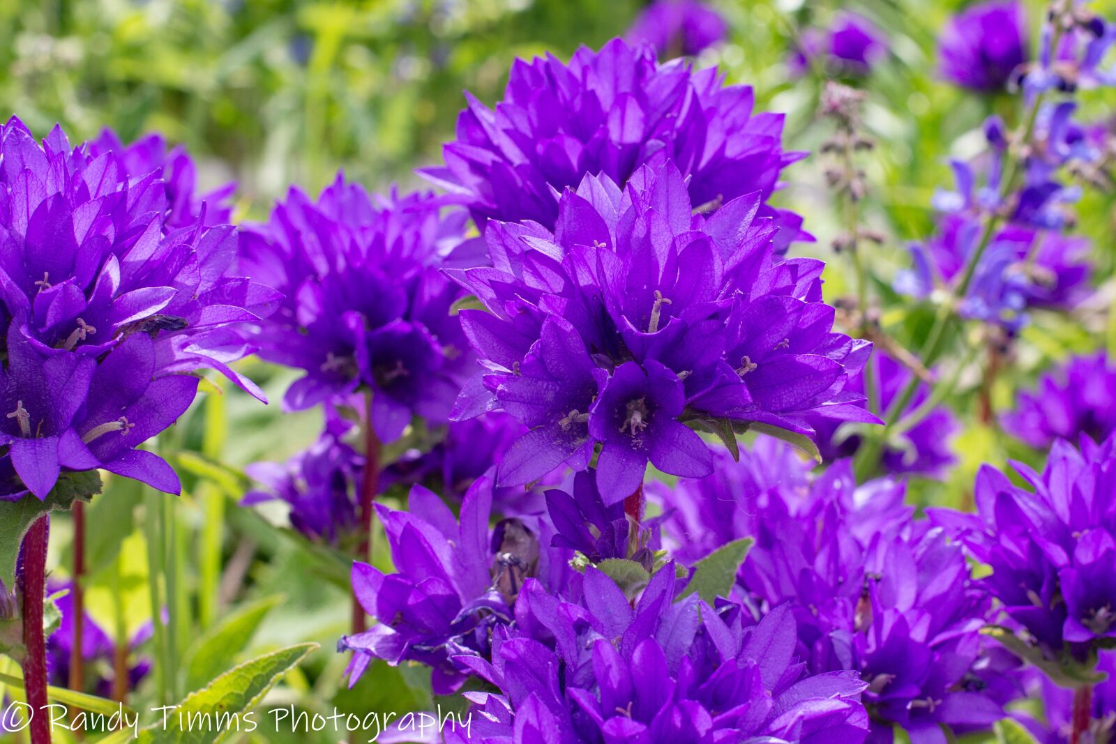 Canon EOS 70D sample photo. Flowers, backyard, purple flowers photography