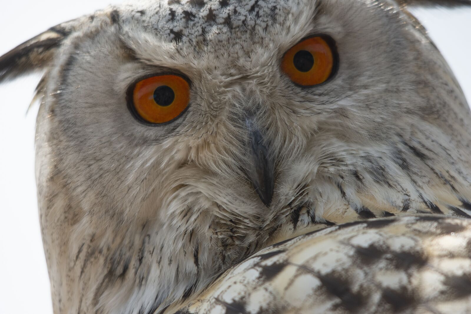 Nikon D7200 sample photo. Eagle owl, owl, bird photography