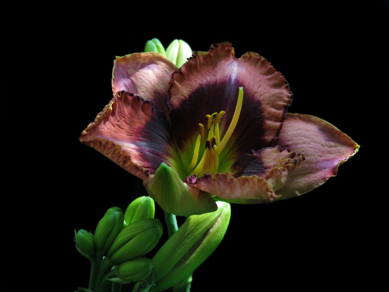 Canon PowerShot G15 sample photo. Large-flowered daylily, hemerocallis, daylily-eyes photography