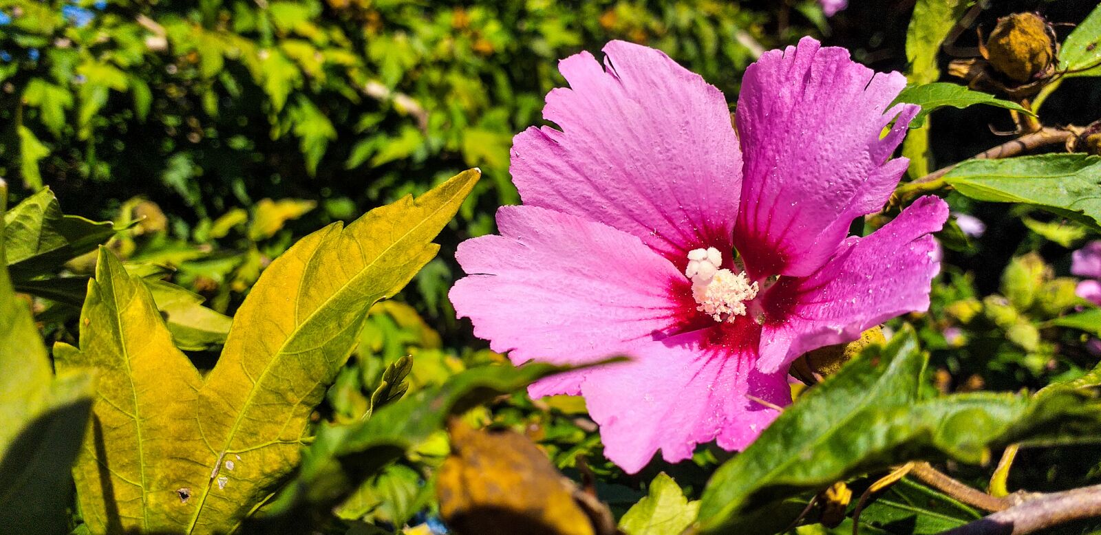 Samsung Galaxy J6+ sample photo. Flower, blossom, bloom photography