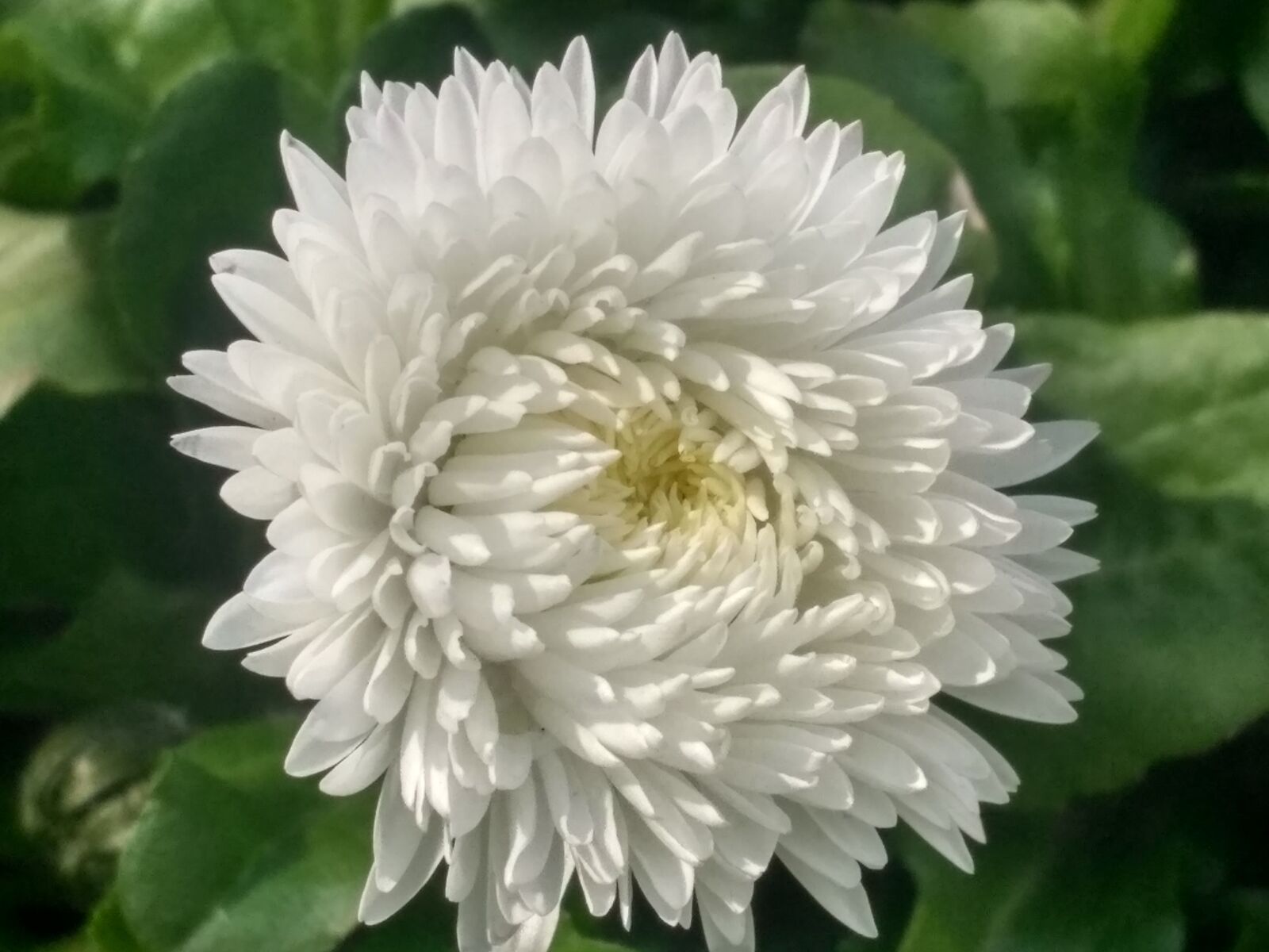 Xiaomi Redmi 3S sample photo. Flower, white, green photography