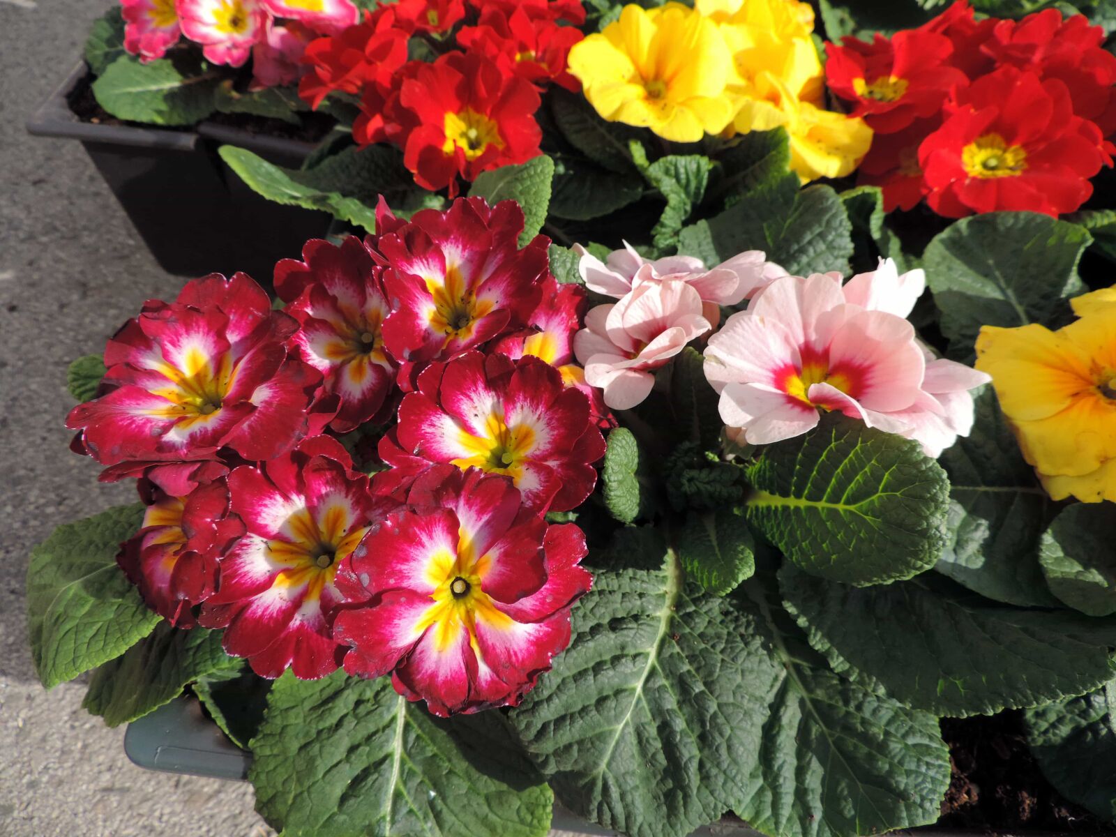 Nikon Coolpix P520 sample photo. Primrose, plant, flowers, nature photography