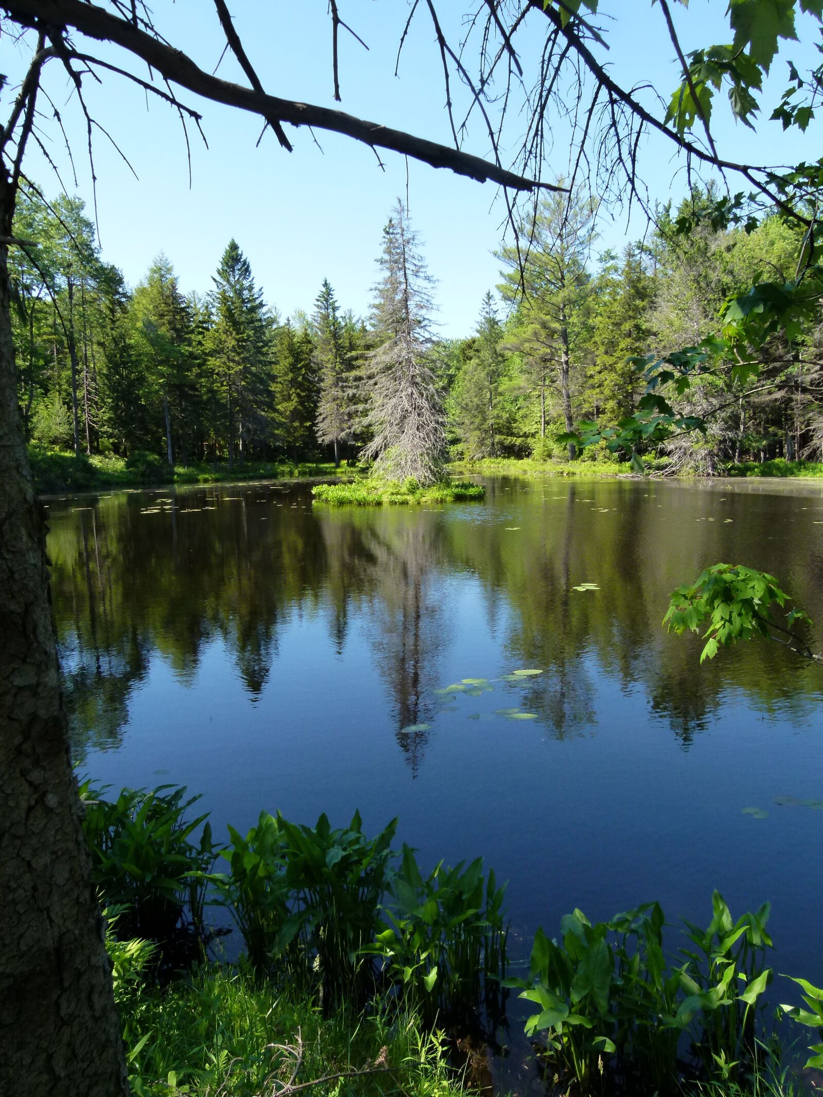 Panasonic Lumix DMC-FZ100 sample photo. Lake, trees, reflection photography