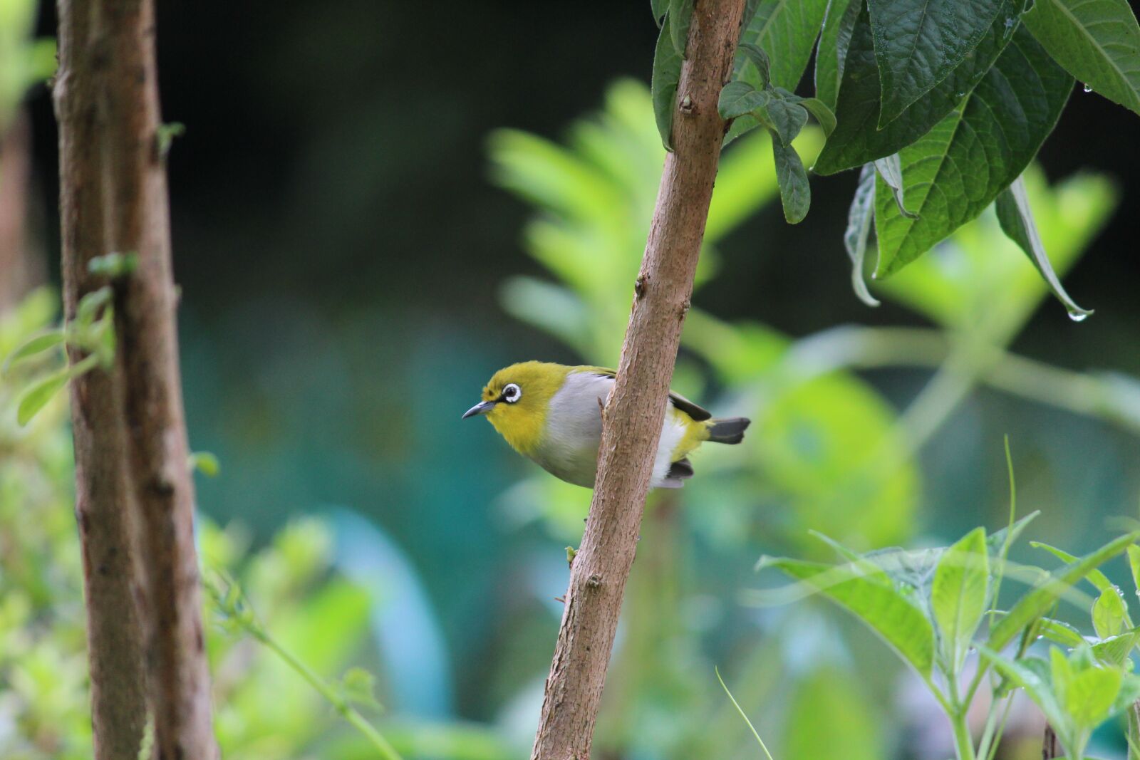 Canon EOS 1200D (EOS Rebel T5 / EOS Kiss X70 / EOS Hi) sample photo. Bird, nature, oriental white-eye photography