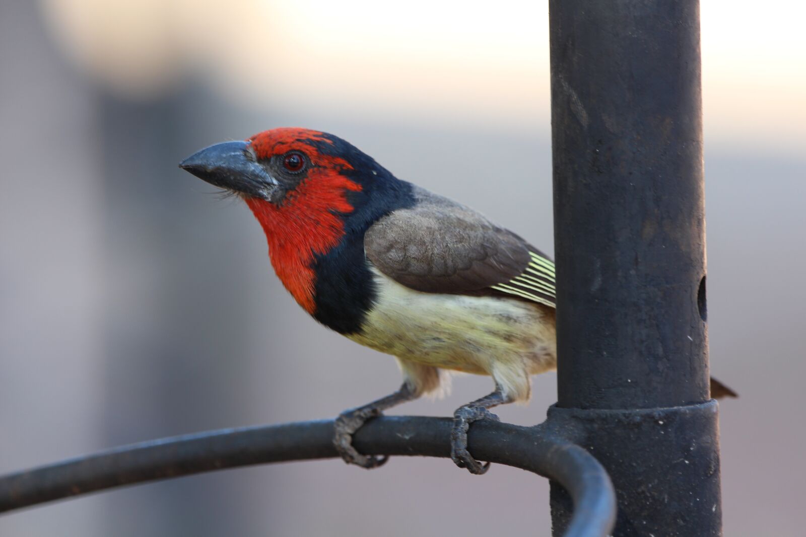 150-600mm F5-6.3 DG OS HSM | Contemporary 015 sample photo. Barbet, bird, africa photography