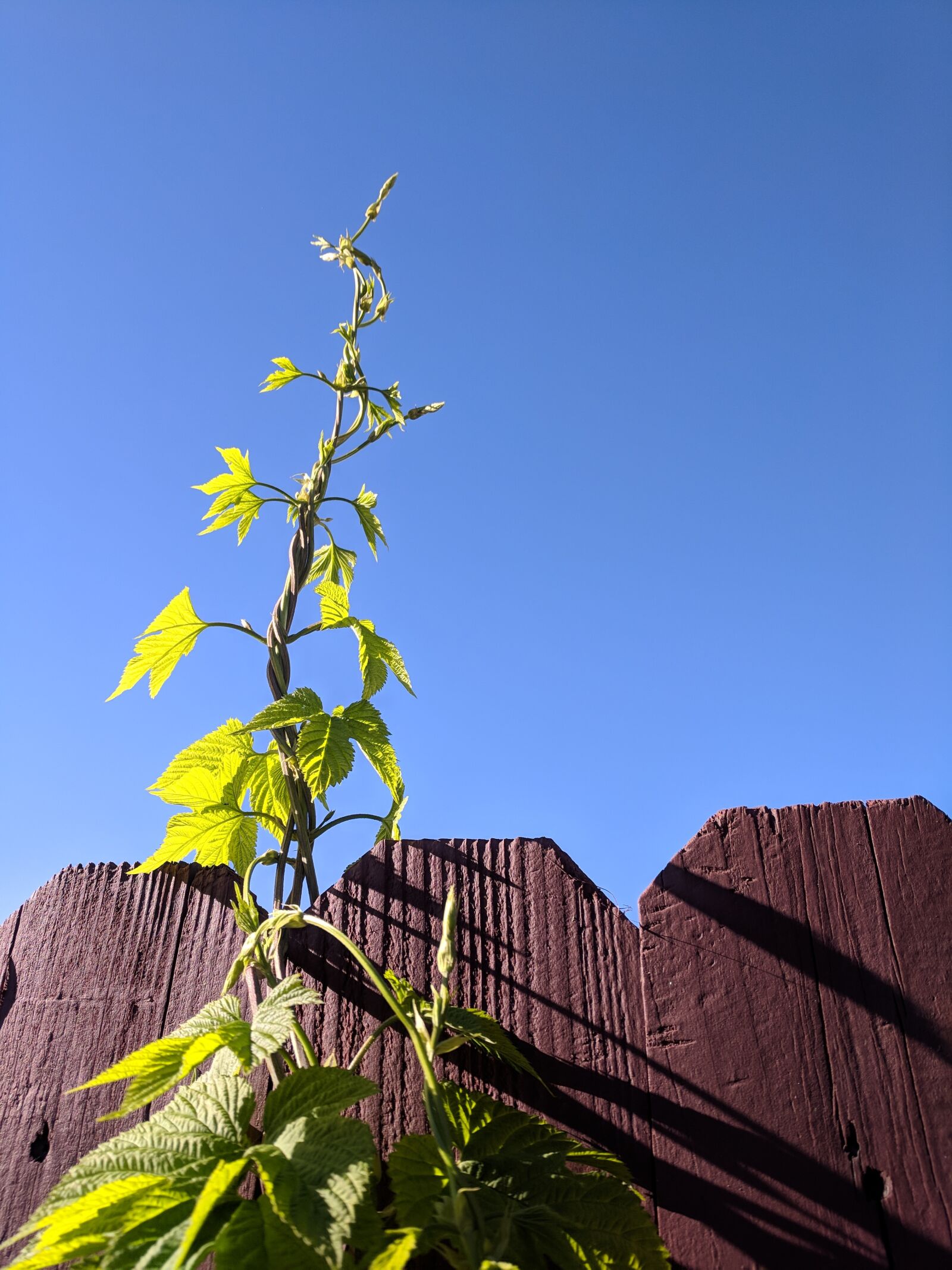 Google Pixel sample photo. Ivy, sky, blue photography