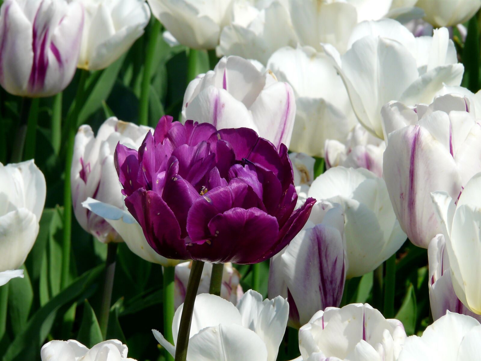 Panasonic DMC-FZ18 sample photo. Spring, tulip, flowers photography