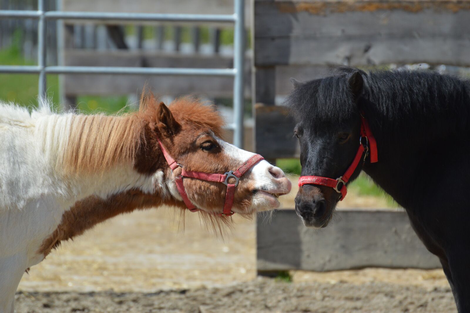Nikon D3200 sample photo. Pony, small horse, play photography