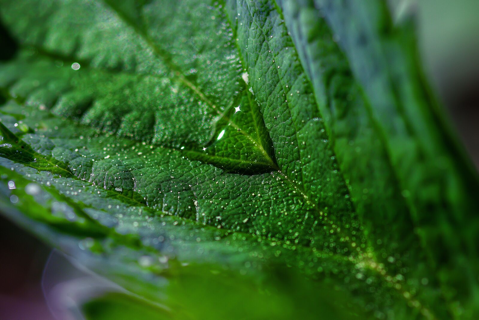 Nikon D7200 sample photo. Drop of water, rain photography