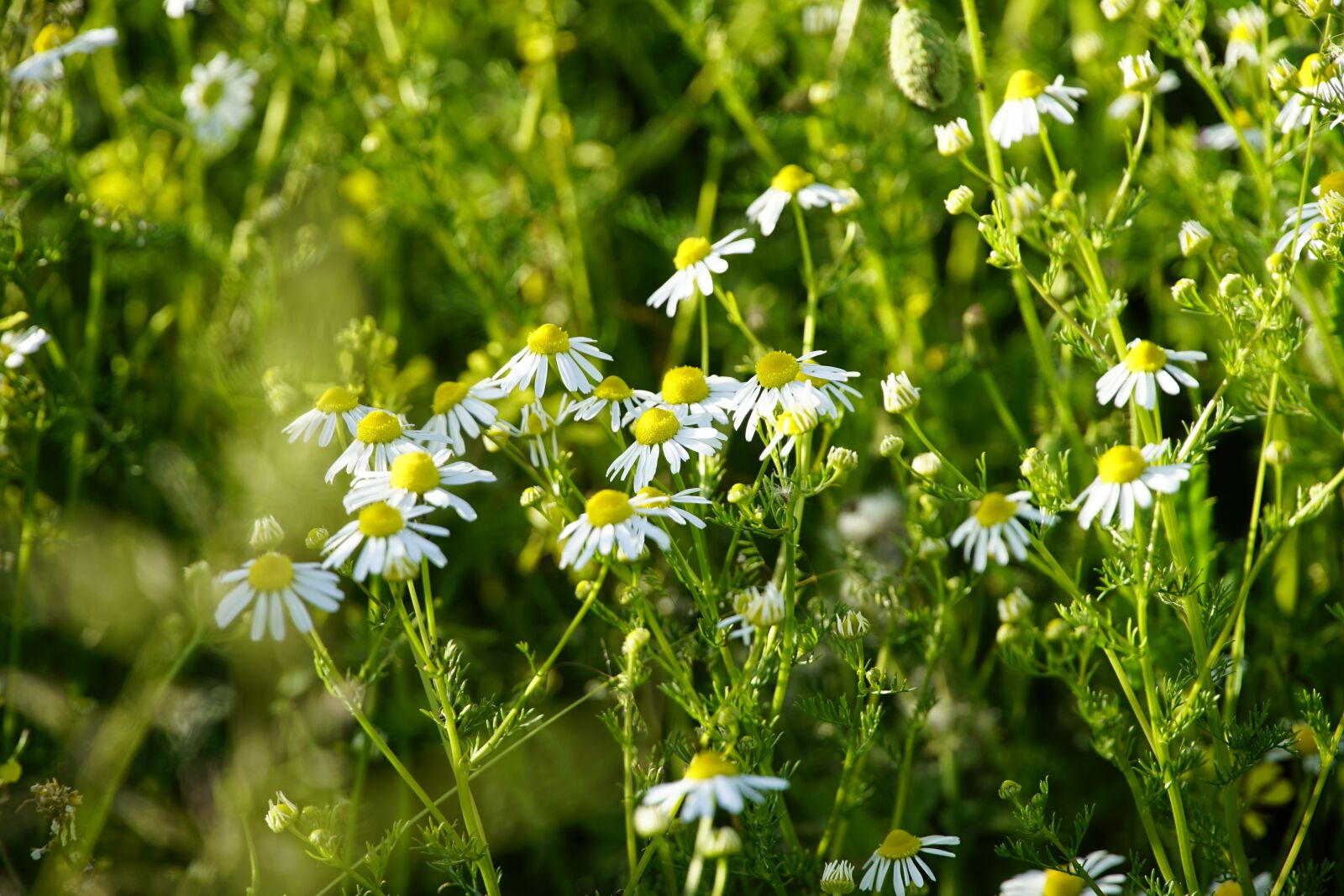 Sony a7R II + Sony E PZ 18-105mm F4 G OSS sample photo. Chamomile matricaria, wildflower, herb photography