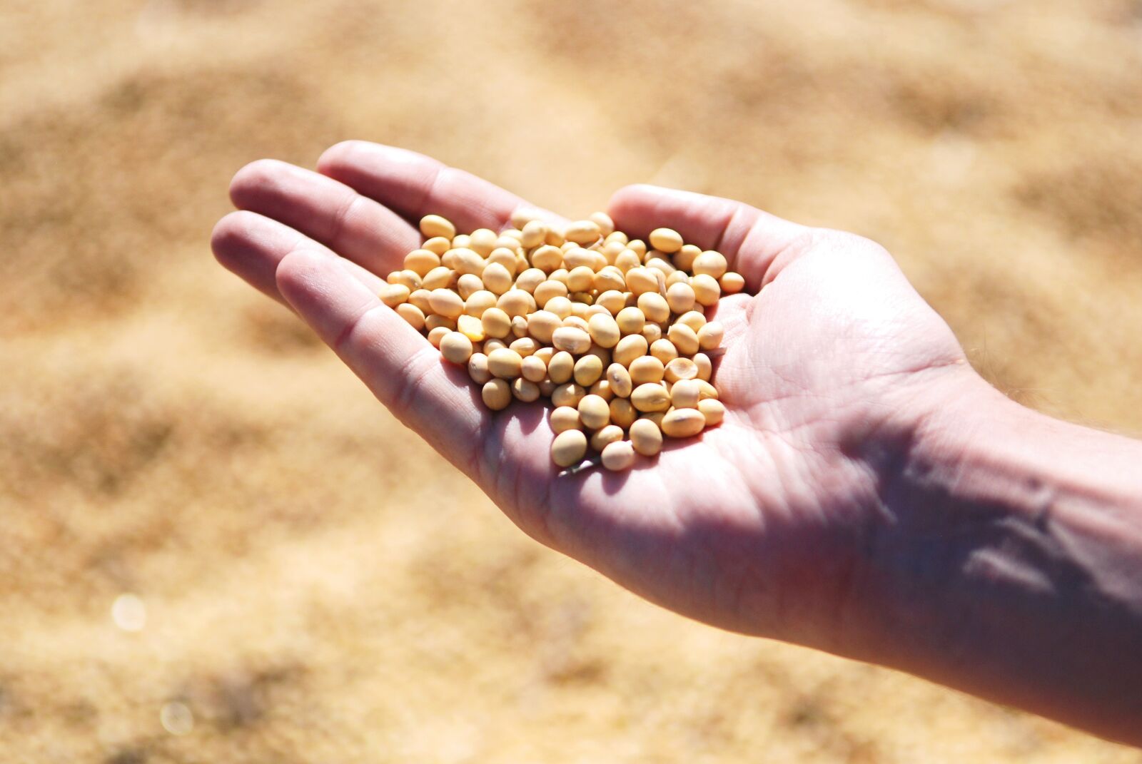 Nikon D80 sample photo. Soybean, hand, agro photography