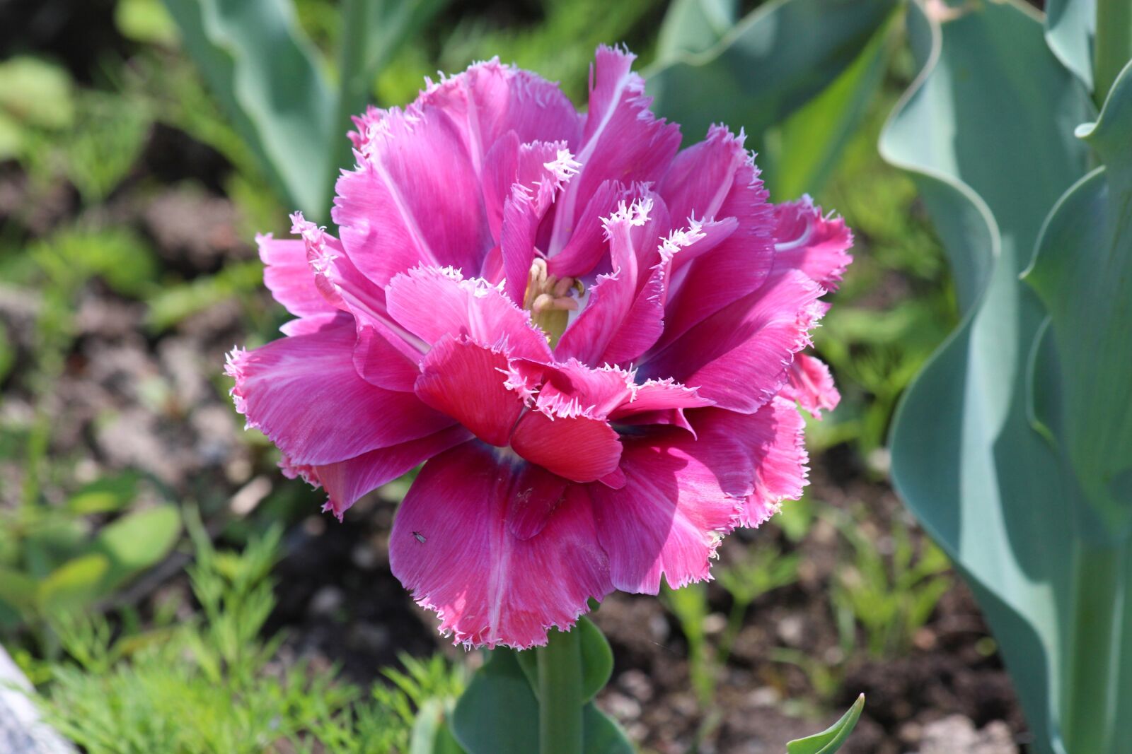 Canon EOS 650D (EOS Rebel T4i / EOS Kiss X6i) sample photo. Double tulip, tulip, garden photography