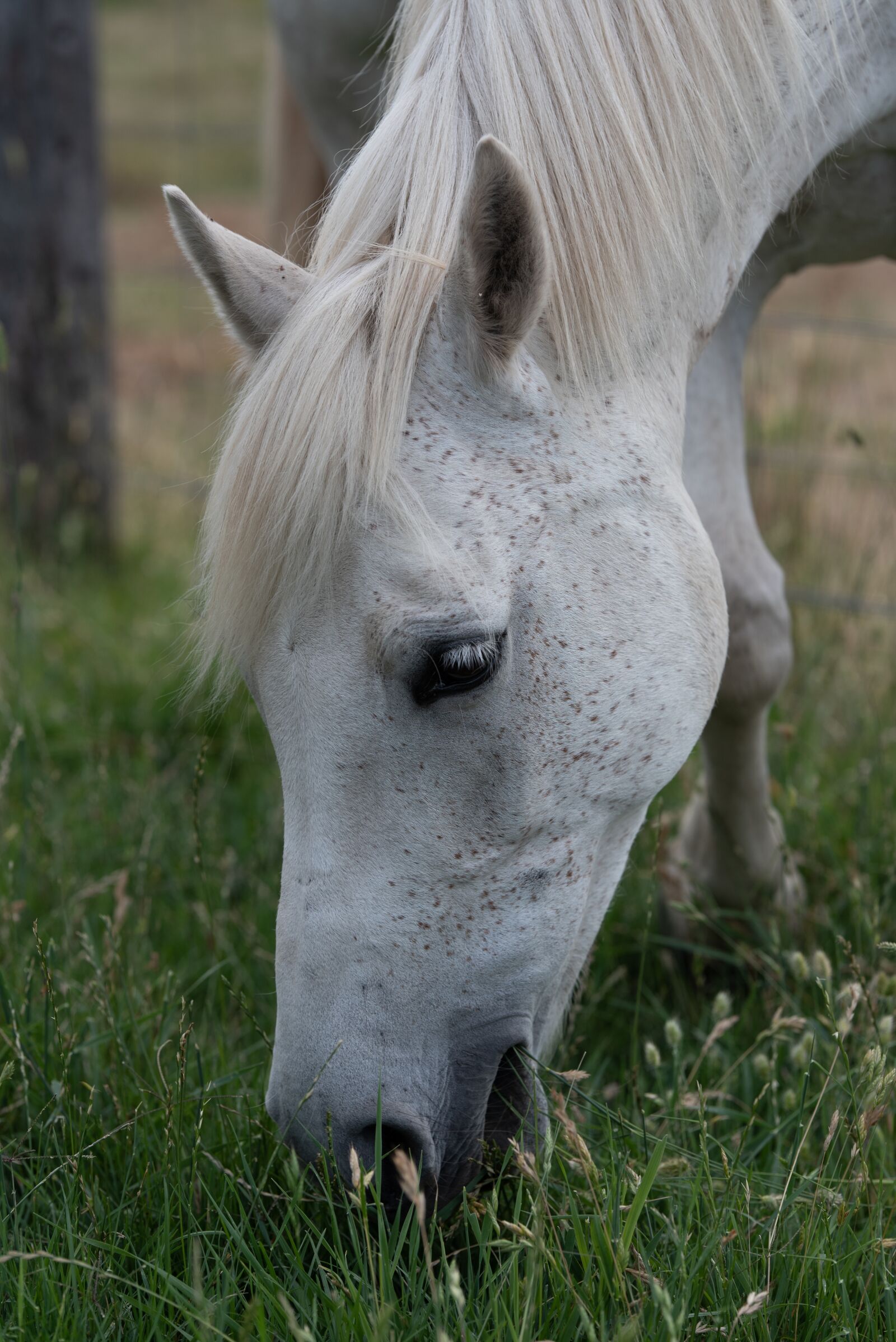 Nikon D750 sample photo. Horse, pony, equine photography