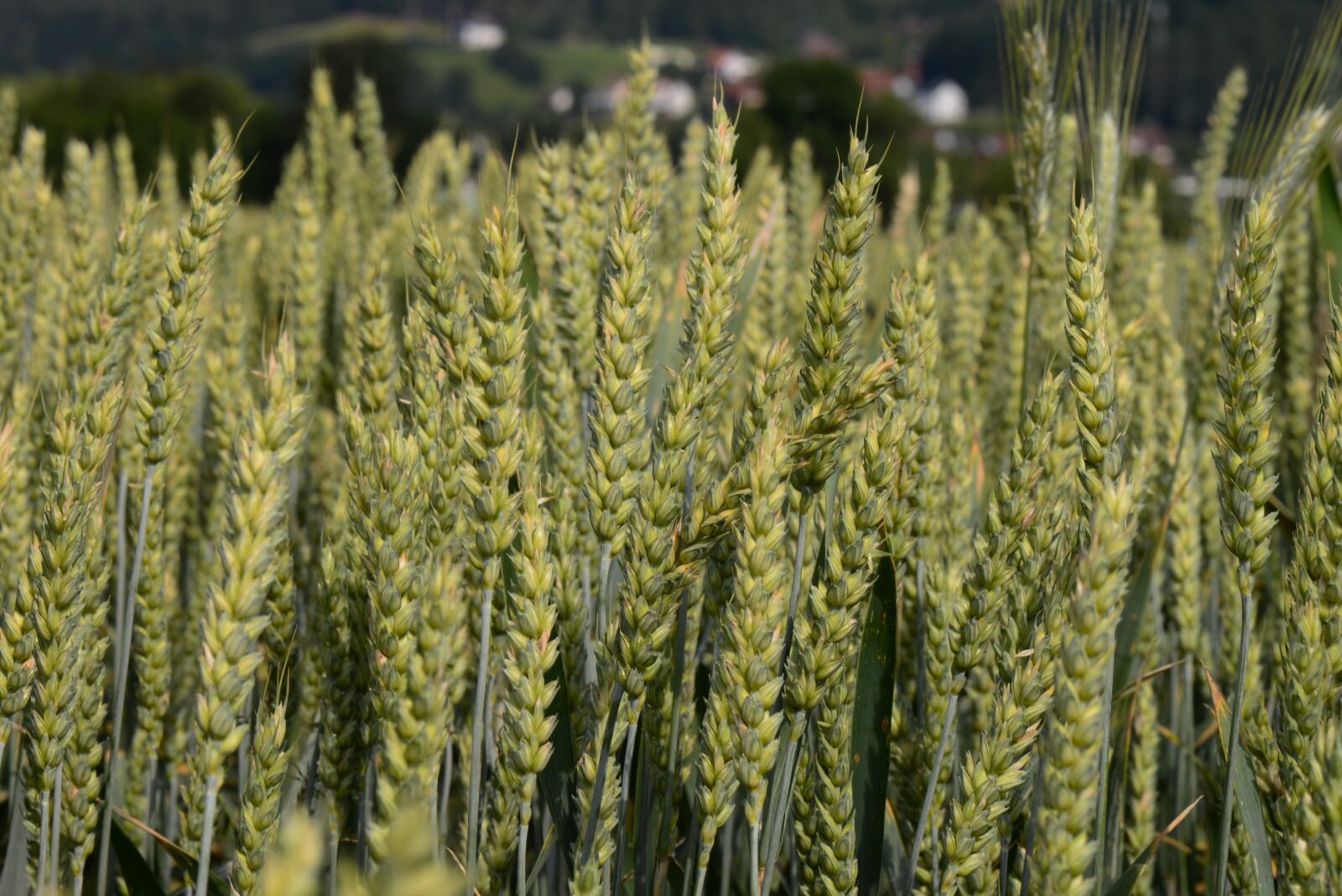 Nikon D610 sample photo. Wheat spike, cereals, field photography