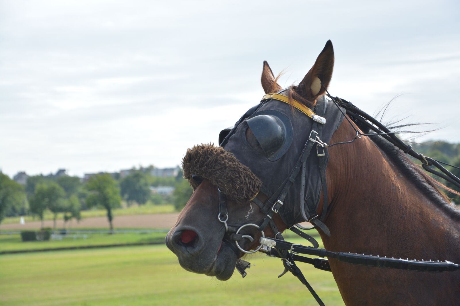 Nikon D5200 sample photo. Horse, horse racing, reins photography