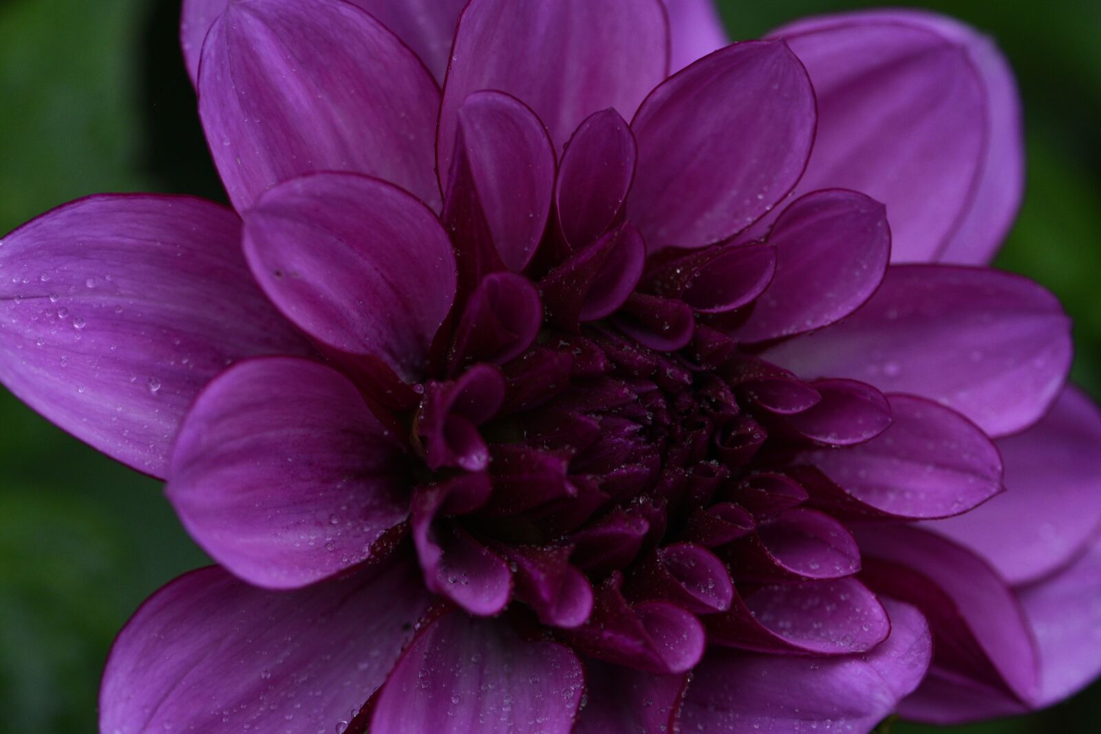 Nikon D750 sample photo. Dahlia, purple, bloom photography