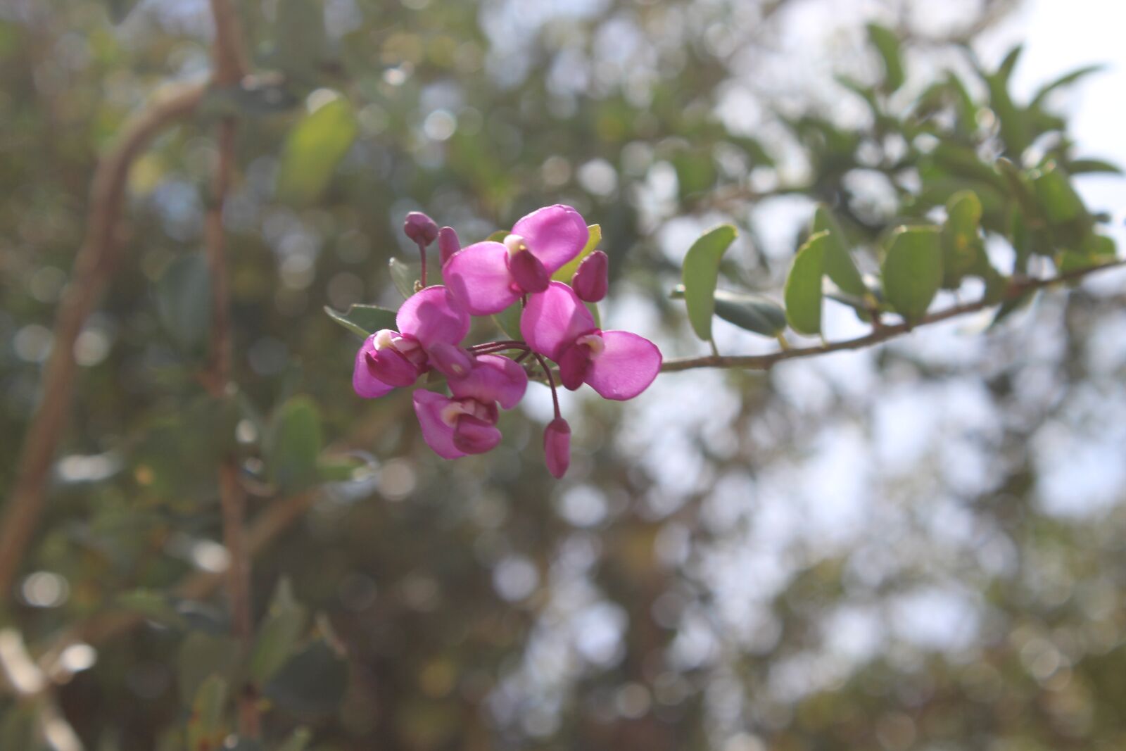 Canon EOS 1200D (EOS Rebel T5 / EOS Kiss X70 / EOS Hi) sample photo. Nature, flower, rose photography