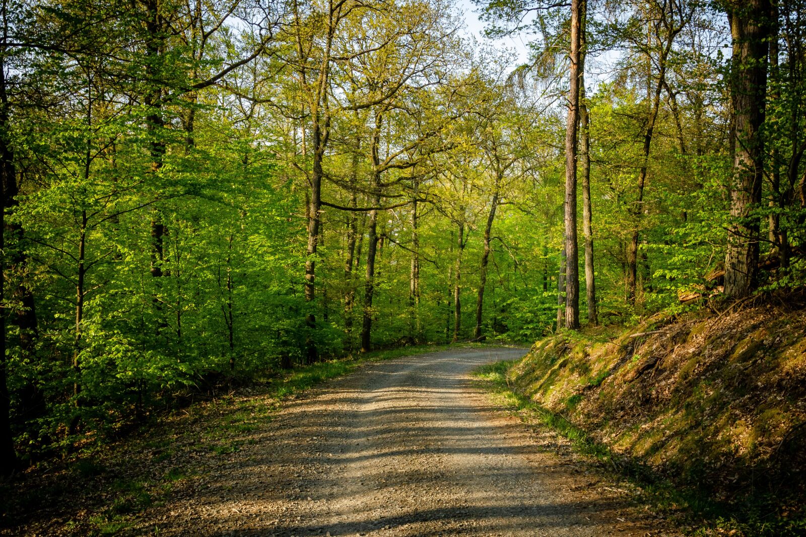 Nikon D7000 sample photo. Forest, biedenkopf, landscape photography